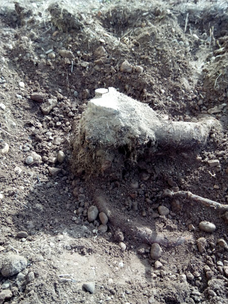 souche dans le jardin